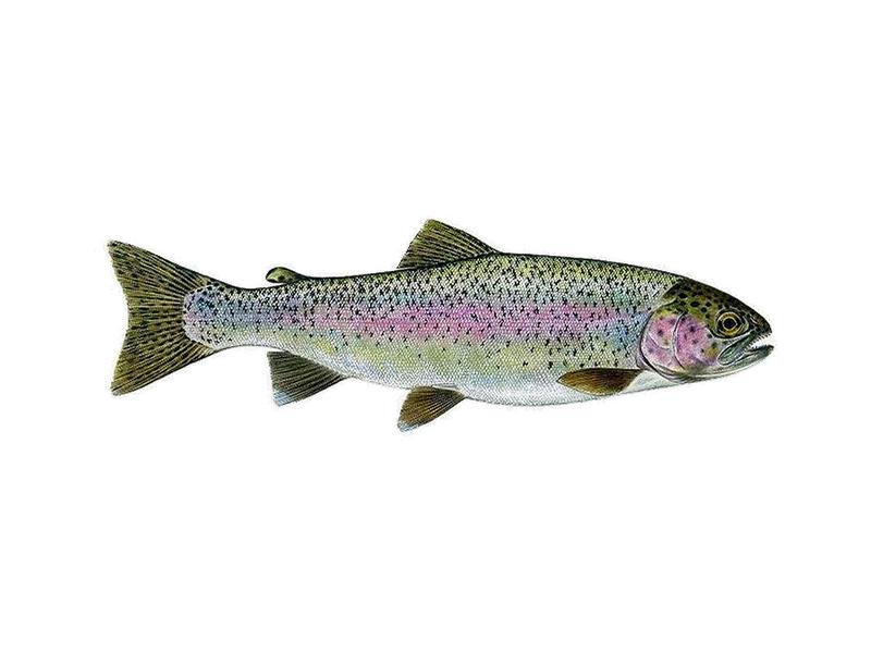 Czas pieczenia pstrąga