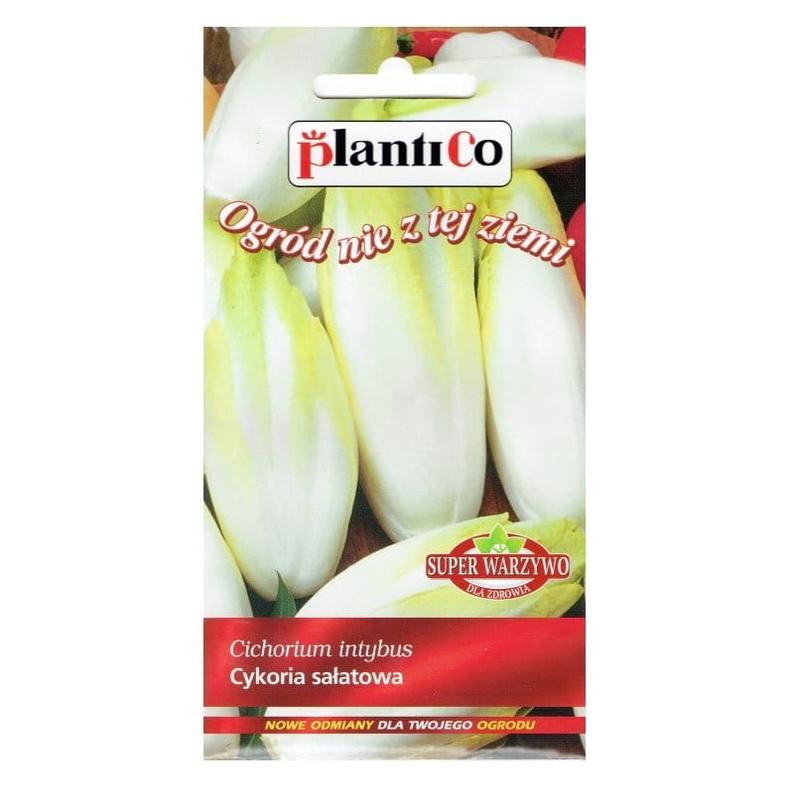 Smak cykorii i właściwości smakowe