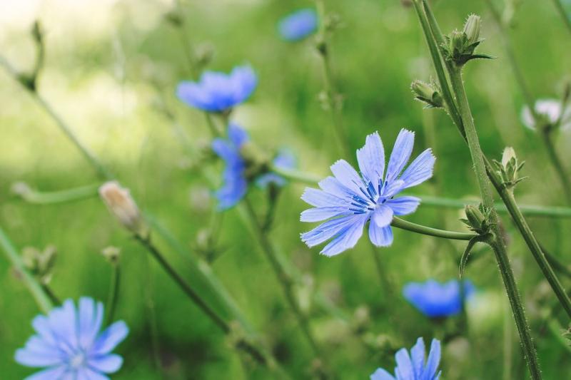 Zastosowanie cykorii w kuchni