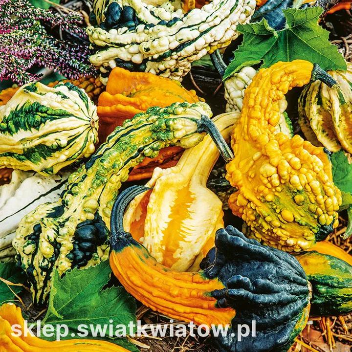 Idealna dynia do zupy – jak dokonać właściwego wyboru?