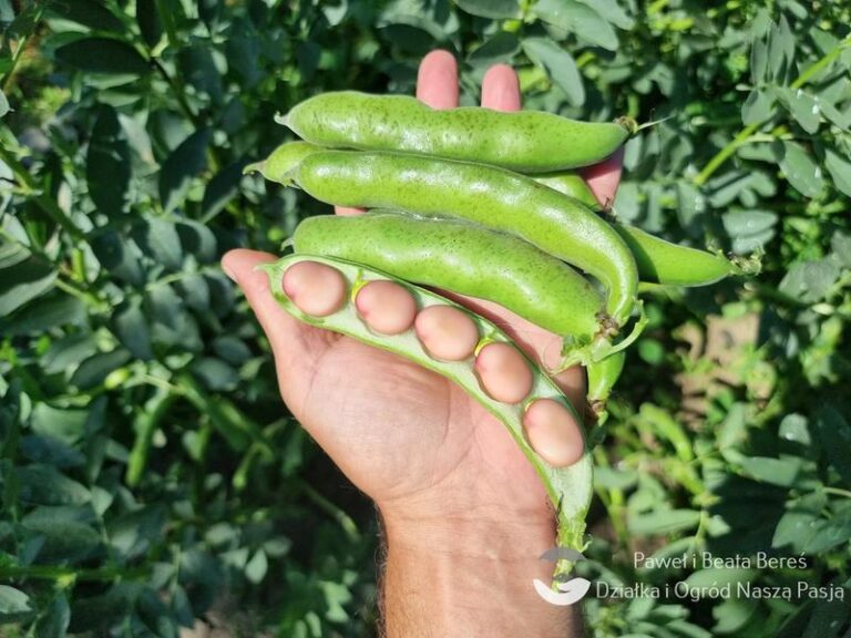 Perfekcyjny bób na talerzu: jak długo gotować świeży przysmak?