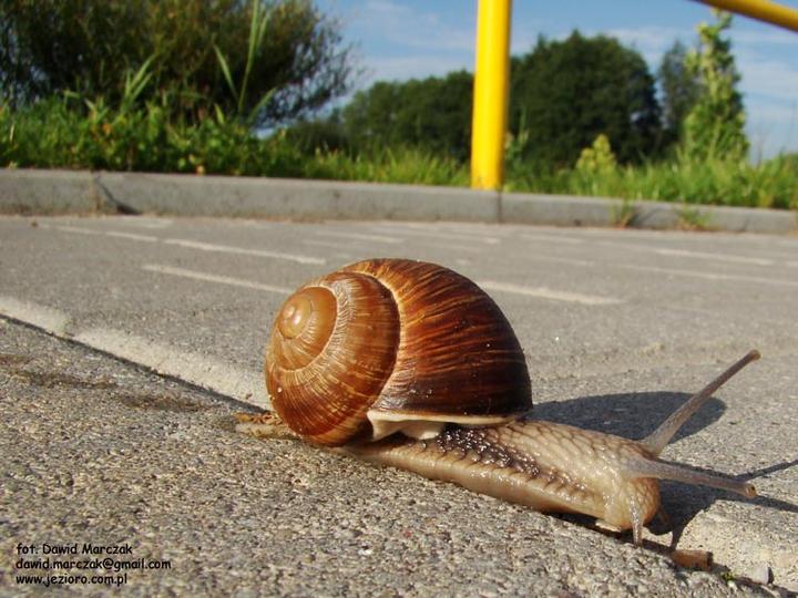 Jak smakuje ślimak winniczek