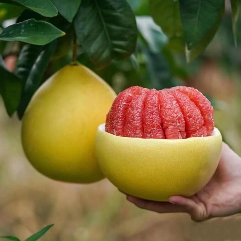 Odkryj wyjątkowy smak owocu pomelo: co kryje w sobie ta niezwykła cytrusowa świeżość?