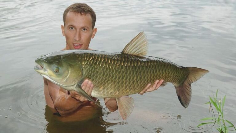 Jak długo piec amura w piekarniku, aby uzyskać idealny smak?