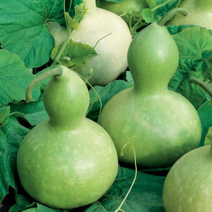 Tykwa w kuchni: poznaj jej unikalny smak i właściwości